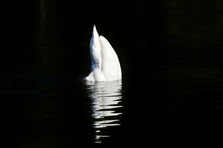 Animal white schwimmvogel