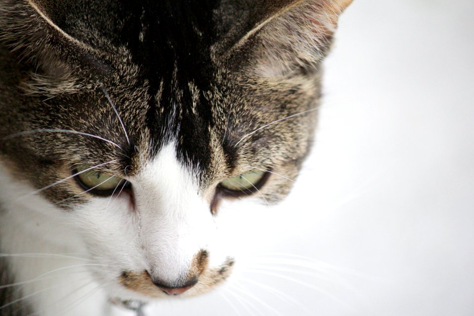 white and brown tabby cat in white background photo