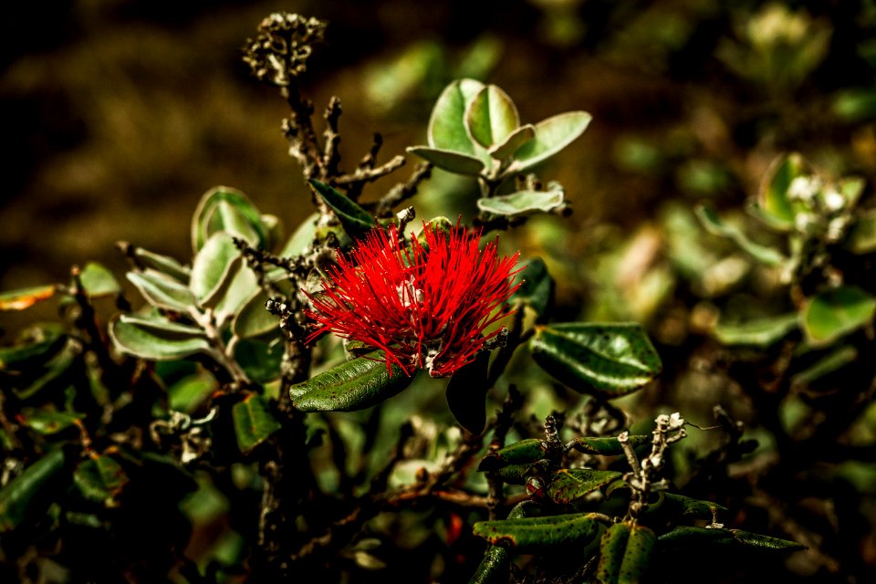 Koke e state park, Hanapepe, United states