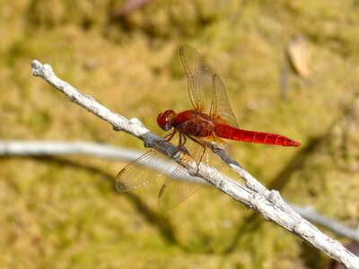 Erythraea crocothemis winged insect libelulido