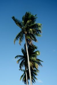low angle photography of three coconut trees photo