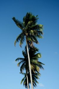 low angle photography of three coconut trees