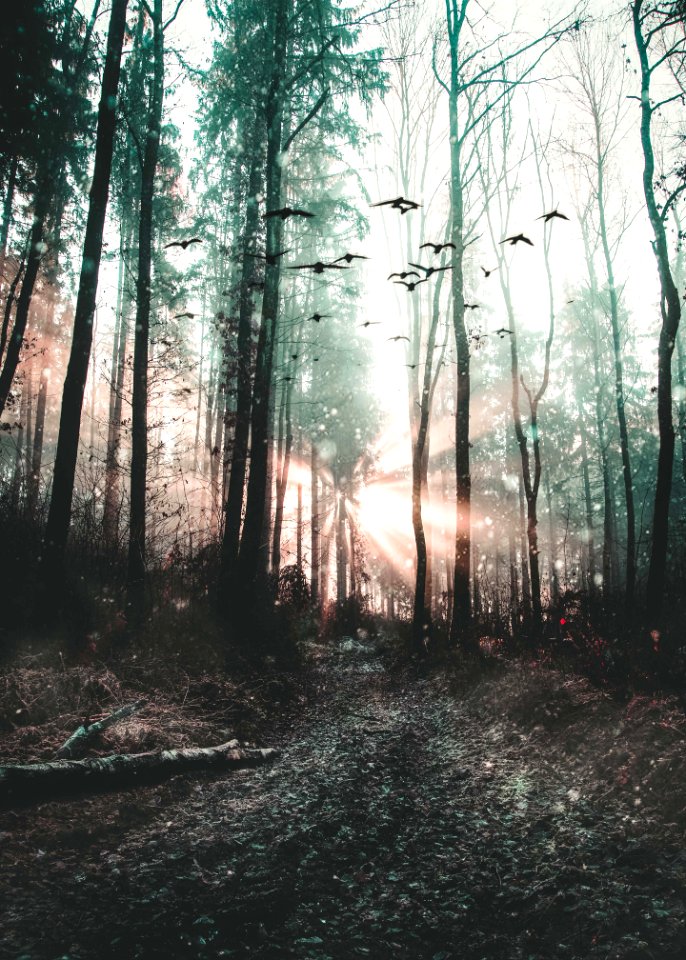 Mystic, Sun, Forest