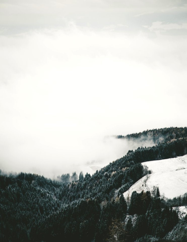 Scape, Fog, Forest