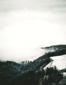 Scape, Fog, Forest photo