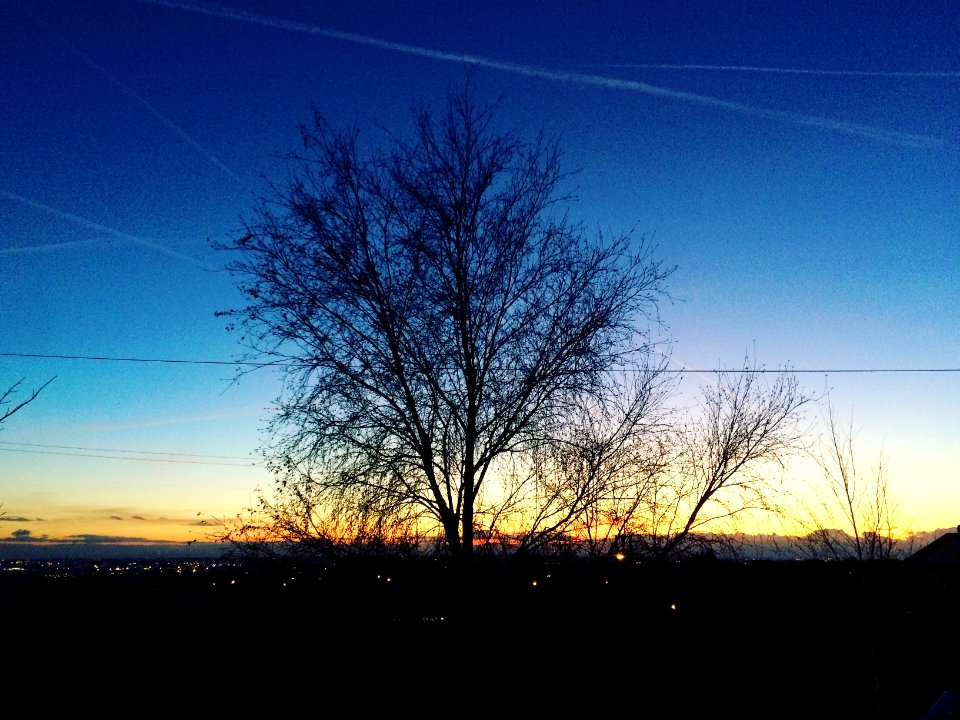 Sunset, Skyline, Tree