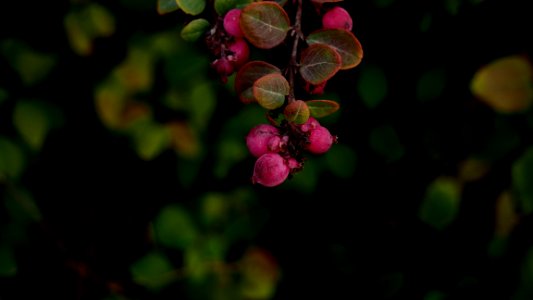 Autumn, Closeup, Nature