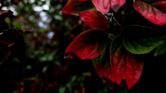 Colorful, Green, Red