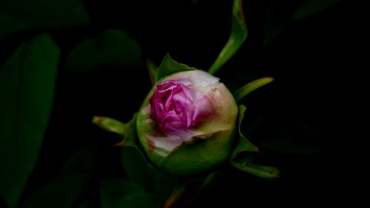 closeup photographyc of pink rose bud