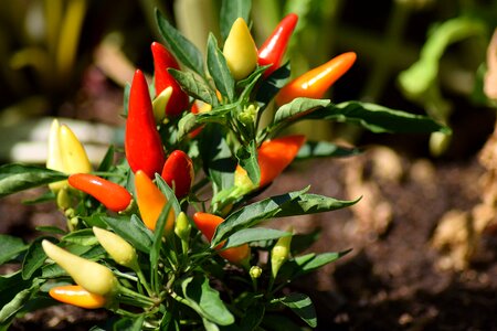 Sharp spices plant photo