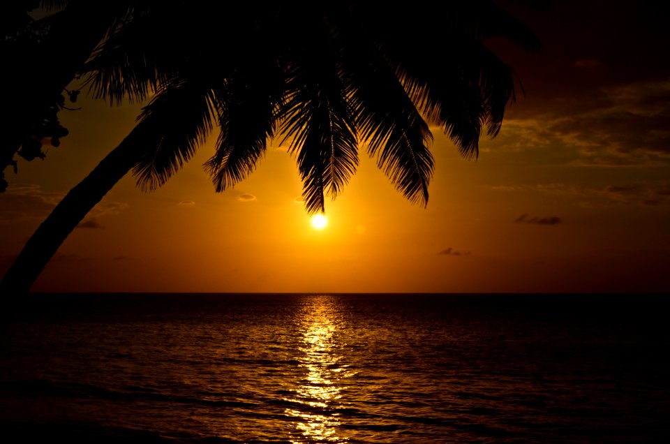Ocean, Seashore, Palm
