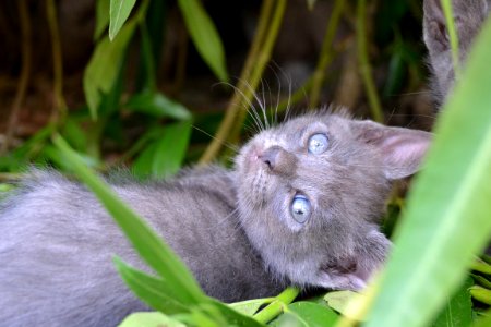 Gatto, Pippies, Summer