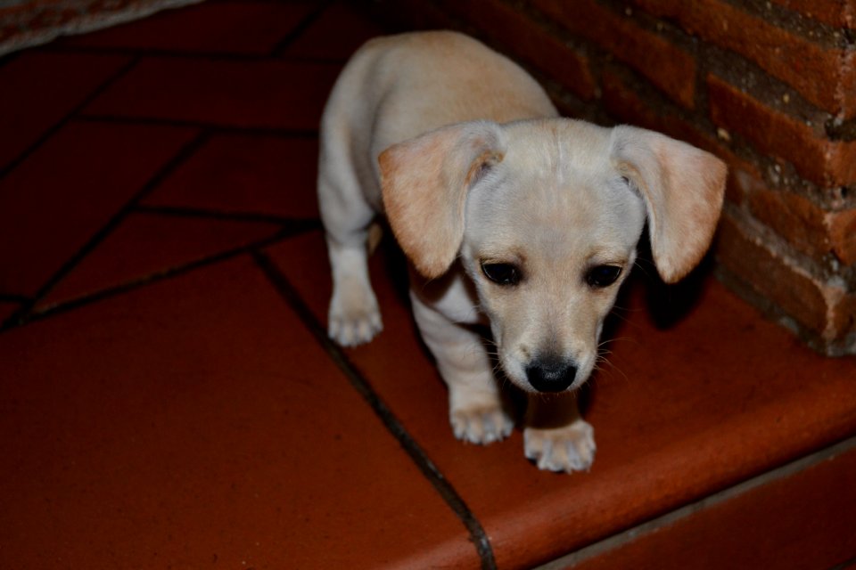 Puppy, Puppies, Kira