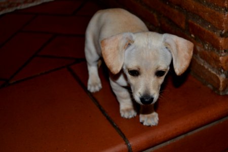 Puppy, Puppies, Kira