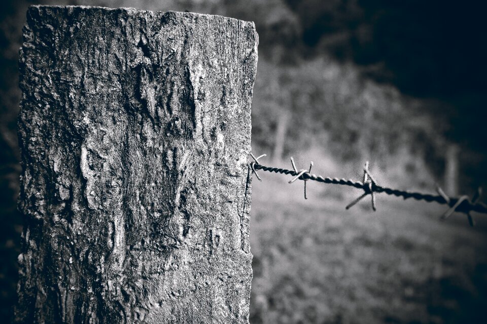 Fence weathered nature photo