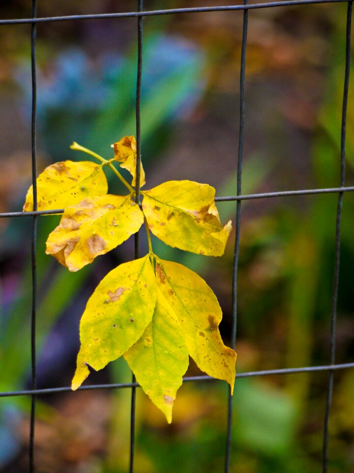 Fence yellow fall