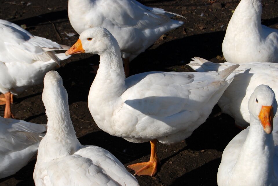 Goose duck waterfowl