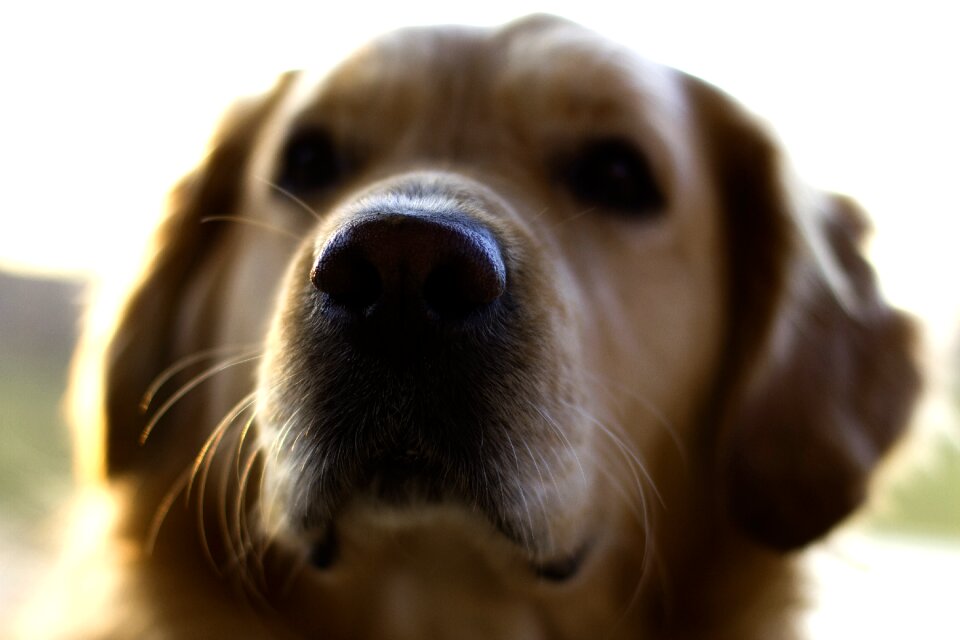 Pet nose golden retriever