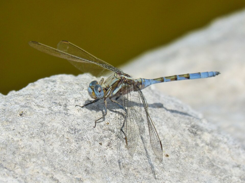 Orthetrum chrysostigma rock detail photo