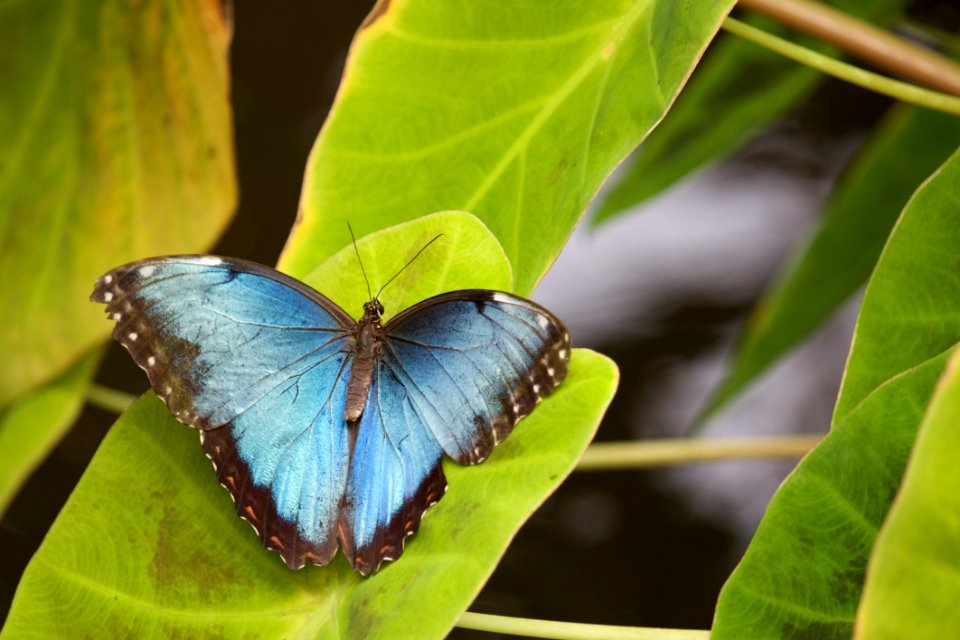 blue and black butterfly on green leaf during daytime