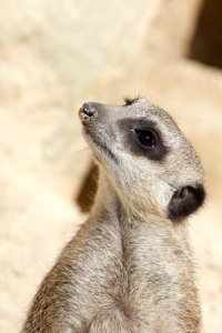 Nature, Mongoose, Meerkat