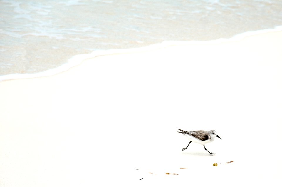 black and white bird on seashore