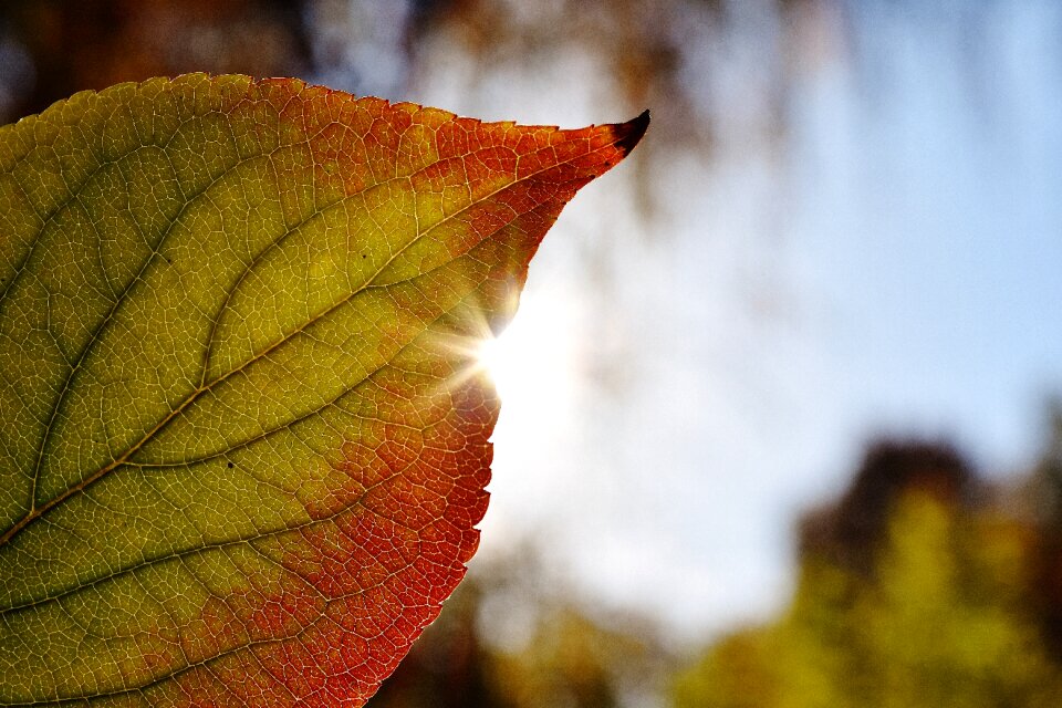 Sun autumn colorful
