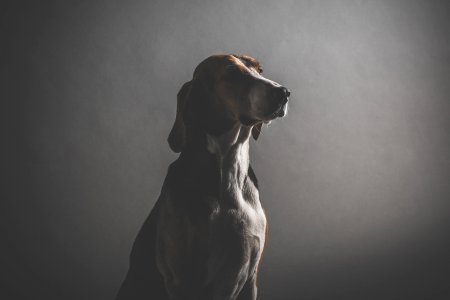 shallow focus photography of sitting dog photo