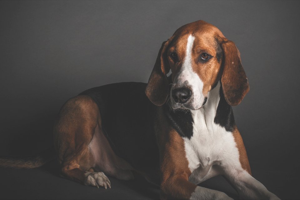 Dog, Las vegas, United states