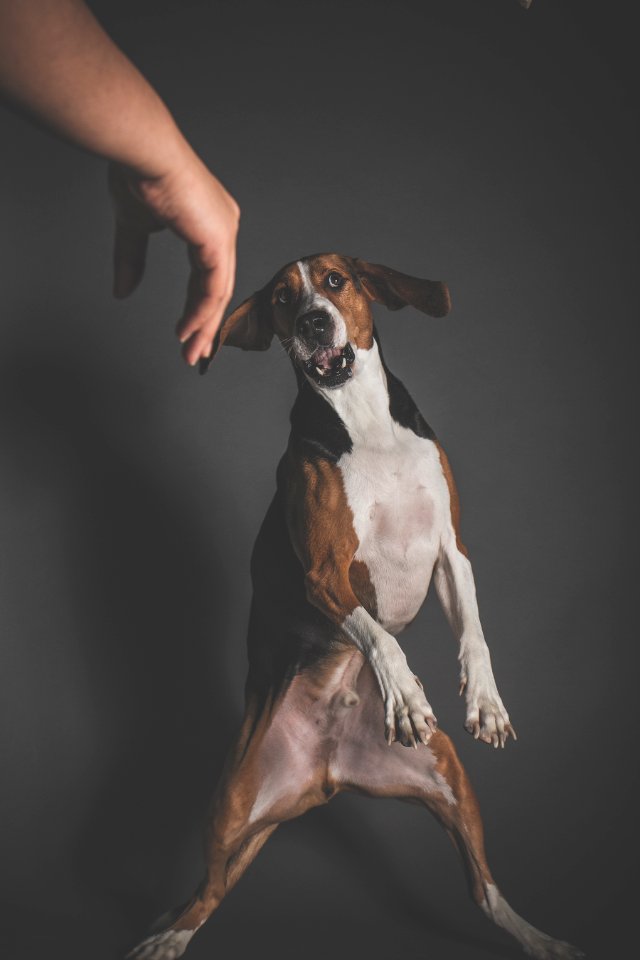 Las vegas, United states, Dog