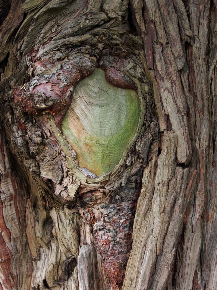 Nature wood forest