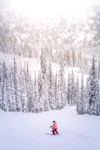person on snow near tall pine trees at daytime photo
