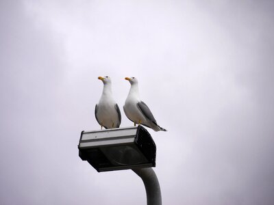 Bird barcelona seagull