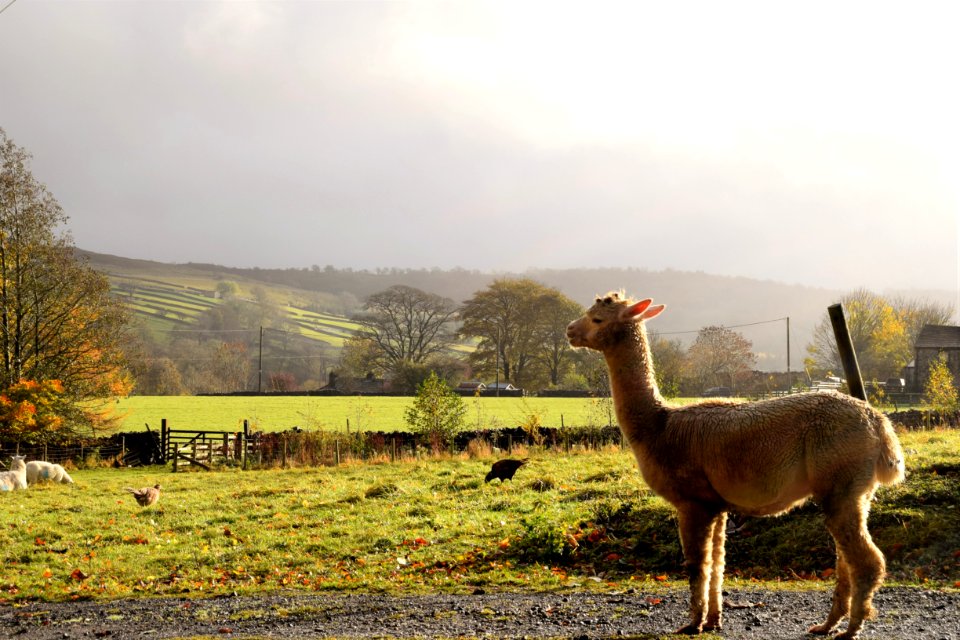 Kilnsey, United kingdom, Wildlife