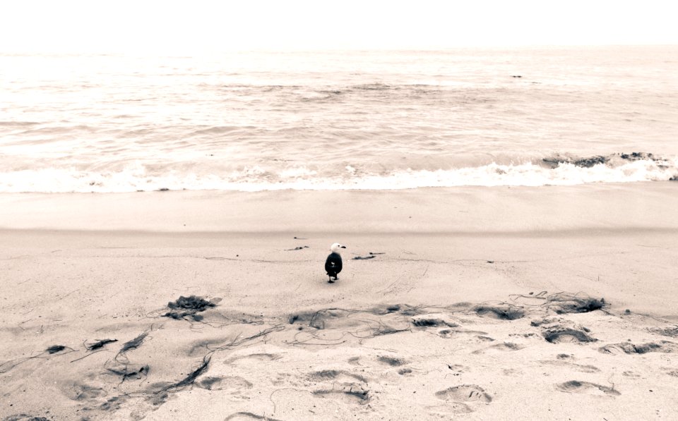 Laguna beach, United states, Beach