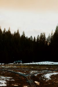 Winter, Trees, Forest
