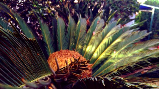 Algiers province, Algeria, Green