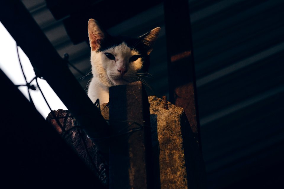 short-fur white and black cat on gray post