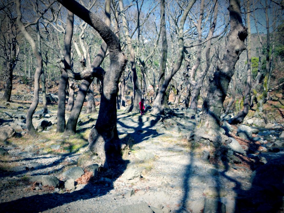 Forest, Child, Red dress