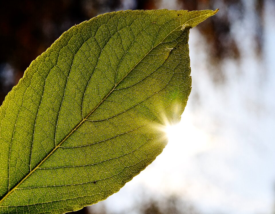 Sun autumn colorful
