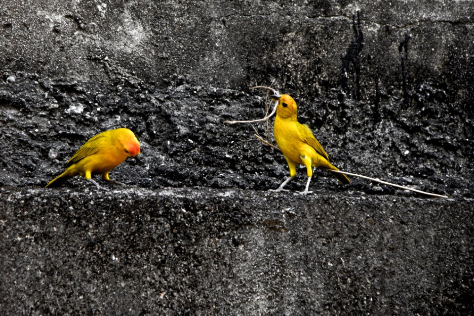 Barinas, Venezuela, Love
