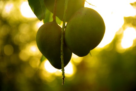 Barinas, Venezuela, Mango photo