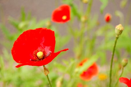 Austin, United states, Spring