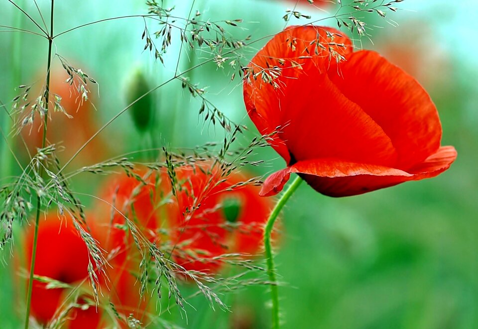 Macro nature agriculture