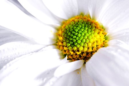 San jos, Costa rica, Flowersofcostarica