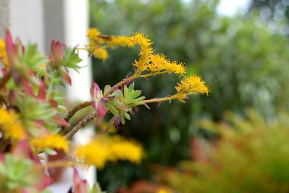 Gaiarine, Italy, Garden