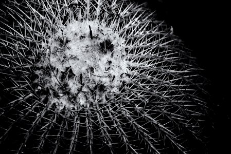 Thorn, Cactus photo