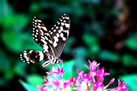 Butterfly wonderl, Scottsdale, United states