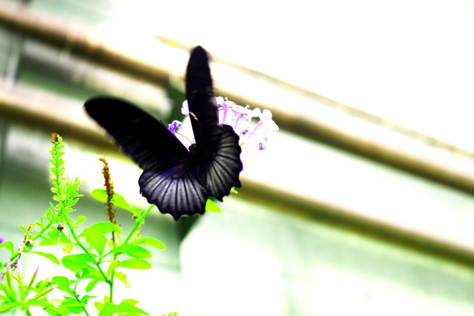 Butterfly wonderl, Scottsdale, United states