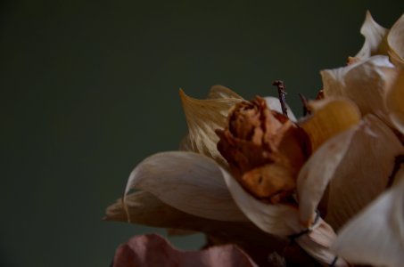 Withered flowers, Dry flowers